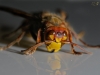 dsc5768